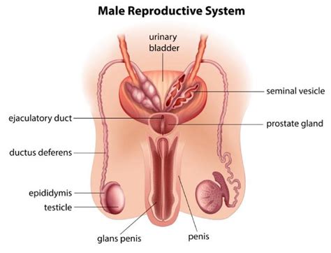 The following 15 files are in this category, out of 15 total. Reproductive Organs Of A Man: Know More About Male Anatomy