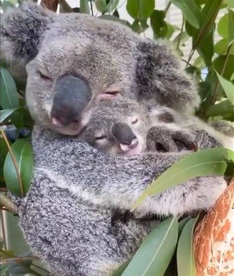 Mother Koala Hugs Baby Motherhood Is Nature Adorable Video Of