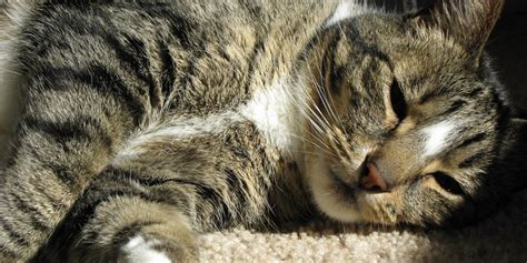 La péritonite infectieuse féline concerne surtout des jeunes chats, de moins de 2 ans. La péritonite infectieuse féline (PIF) : causes, symptômes ...