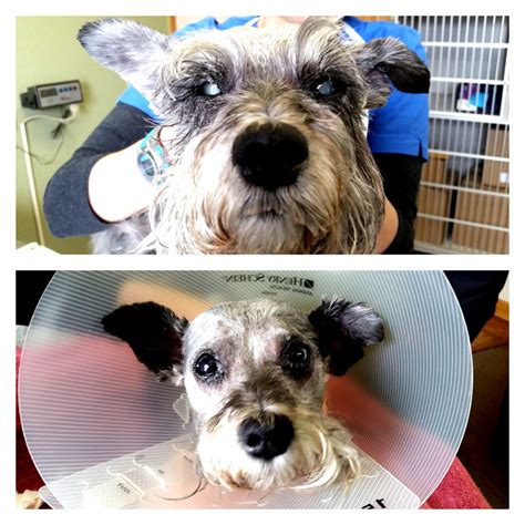 Animal Eye Treatment Case Photos - Eye Specialists for Animals