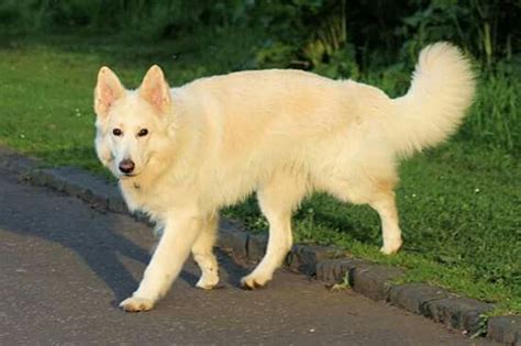 Pin By Karen Dodd On Cute Animals German Dog Breeds White German