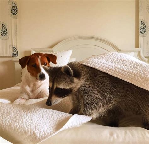 A Tender Friendship Between A Raccoon And Dogs Fubiz Media