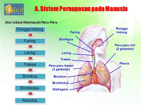 Contoh Peta Konsep Sistem Pernapasan Manusia Adalah Imagesee The Best