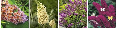 We did not find results for: 10 Awesome Easy Care Perennial Plants | HubPages