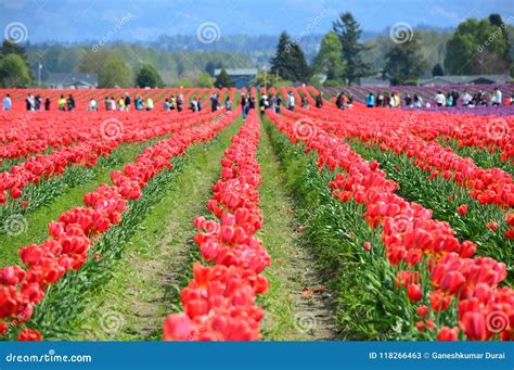 Tulipanes Rojos En El Valle Tulip Field De Skagit Imagen De Archivo