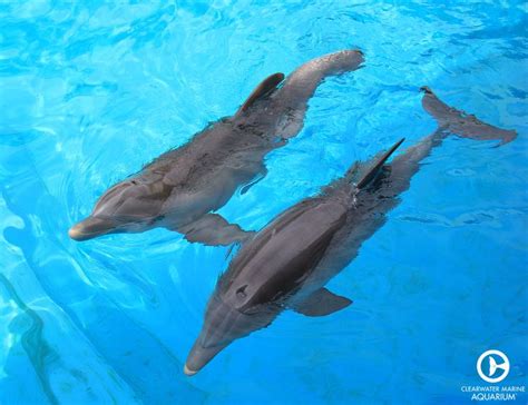 While the pacing of the documentary was sometimes slow, it was fascinating to see the real people who were involved in her rescue, and the. Review: Dolphin Tale 2 | Fuzzy Today