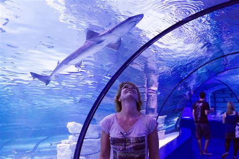 World Biggest Tunnel Aquarium Tour From Belek Vigo Tours
