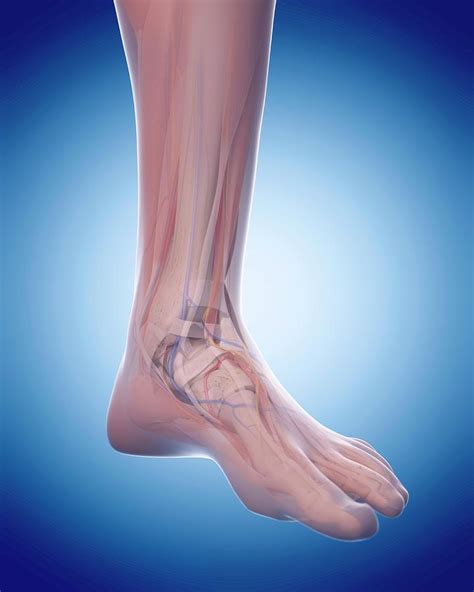 Human Foot Anatomy Photograph By Sebastian Kaulitzkiscience Photo