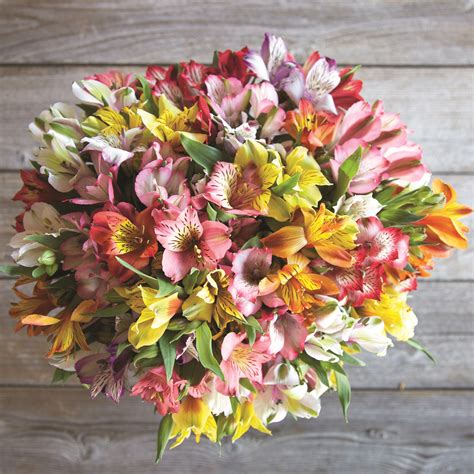 Soft apricot and creamy yellow. These colorful alstroemeria, also called Peruvian lilies ...