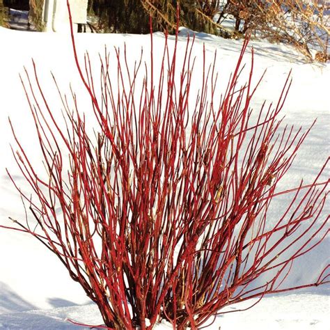 Cornus Sericea Arctic Fire Red Twig Dogwood Twig Dogwood Dogwood Shrub