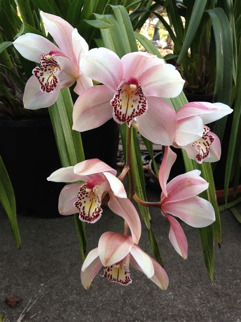 My Old Pink Cymbidiums They Keep Blooming Year After Year Bloom