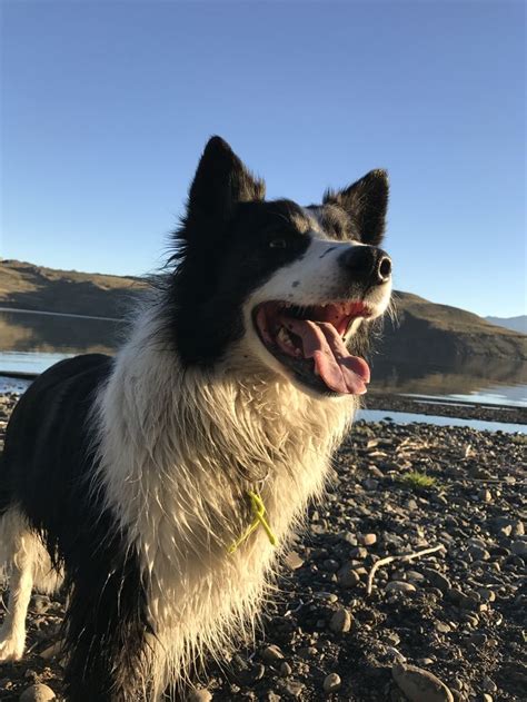 El border collie es considerado el perro más el border collie es una raza canina que destaca por poseer una amplia capacidad de aprendizaje en distintos ámbitos: Pin de karin holscher en Border Collie
