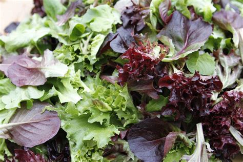 Gourmet Lettuce Mix Beyond Organic Seeds
