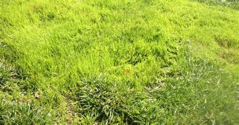 Effect Of Biochar On Tall Fescue Grass Wakefield Biochar