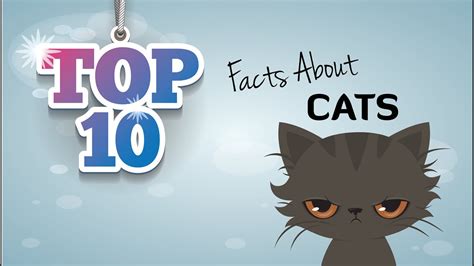 10 Cool Cat Facts