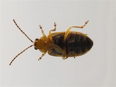 ︎ aadress 2930 4th ave s suite 100, seattle, wa 98134. StopBuggingMe_Beetle - Stop Bugging Me Pest Control