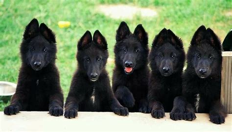 A black german shepherd is a german shepherd like any other. 7 Things You Didn't Know About The Black German Shepherd ...