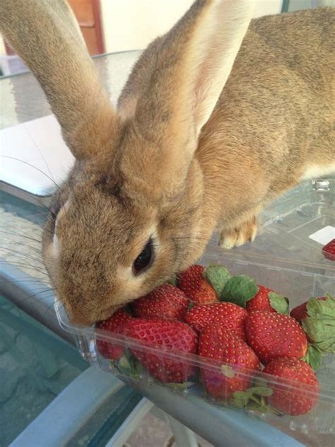 Check spelling or type a new query. 225 best images about bunny on Pinterest | Bunny rabbit ...