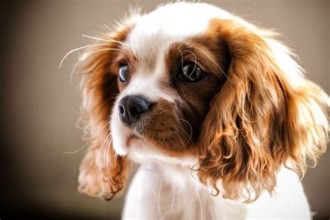 Cavalier King Charles Spaniel 13 Of The Worlds Most