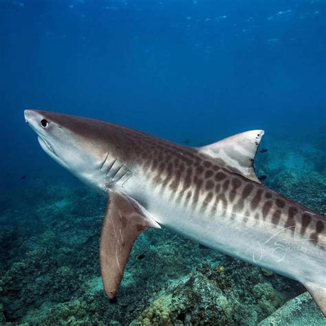 Decline In Tiger Shark Population Defies Expectations Griffith News