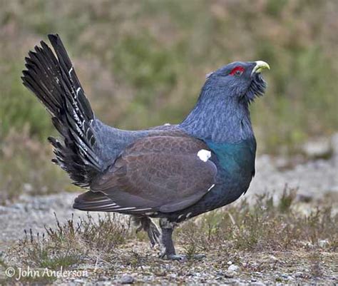 Please inform hotel le grand tetras of your expected arrival time in advance. Western Capercaillie