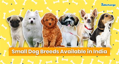 Small Dog Breeds In India Best Home Friendly Cute Dogs With Prices