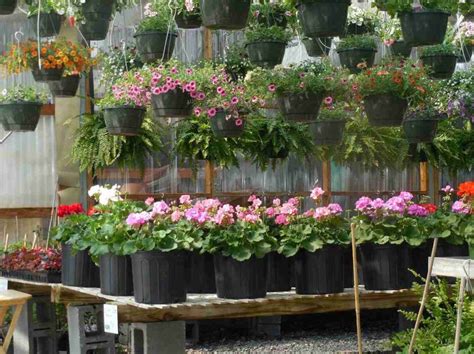 How To Start Backyard Plant Nursery A Full Guide Gardening Tips