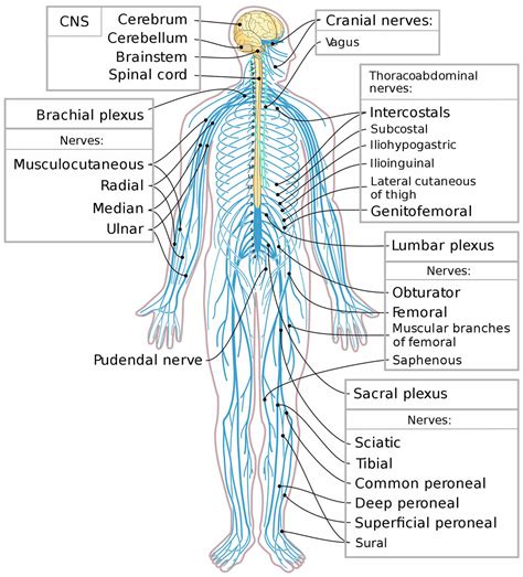 Central Nervous System Diagram Nervous System Explore The Nerves