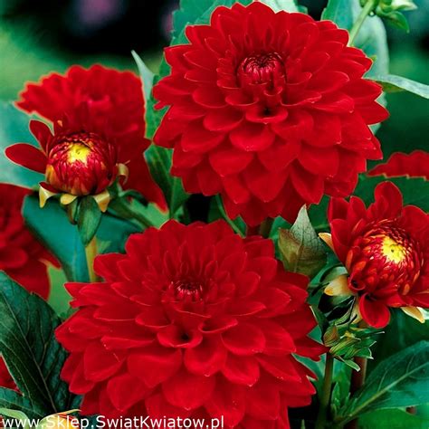 Dalia Czerwona Dahlia Red Sklep Świat Kwiatów Dostawa Gratis