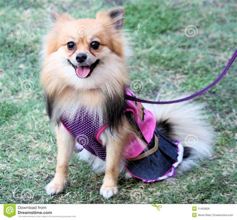 Pomeranian Dog Dressed Up Stock Photo Image Of Outdoors 11400826