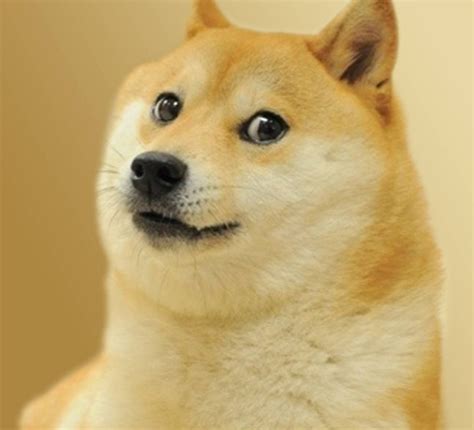 Doge Dog Meme 28 Images Doge Doge Doge Doge Meme Meme Rewards Meet
