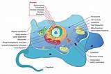 Where Can Ribosomes Be Found Images