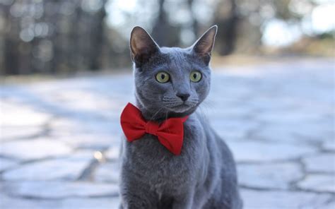 Dan untuk makanan kiloan sendiri pada umumnya memiliki harga yang lebih murah dibandingkan dengan makanan kaleng. Kucing Russian Blue: Harga, Ciri, Sifat, Makanan dan Cara ...
