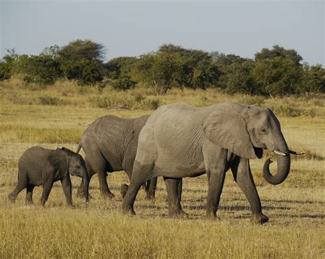 We did not find results for: Moremi Game Reserve - Botswana Specialists