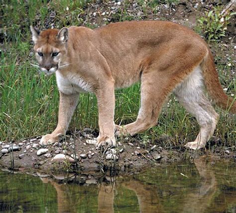Mountain Lion Cougar Help Change The World The