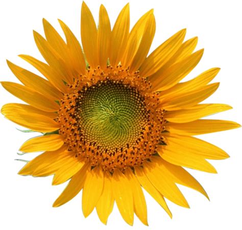 transparent-flowers: Transparent Sunflower. [x] | Transparent flowers, Flowers, Button flowers