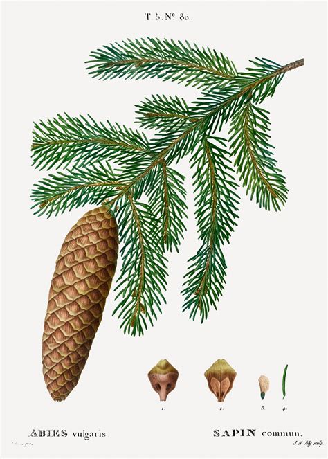 Norwegian Spruce Tree Free Public Domain Illustration