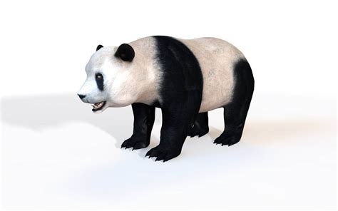 Panda 3d Model By 3dstudio