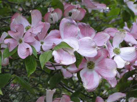 Spring bloom starts in southern missouri in march and travels north, and from lower to higher elevation as the average daily temperature rises. Camellia's Dream Weddings: Happy 1st. Day of Spring! Pink ...