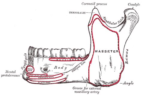 The Mandible Lower Jaw Human Anatomy