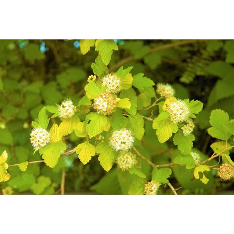 A review of the masterdats version of the gold ti mvg darts. Online Orchards 1 Gal. Dart's Gold Ninebark Shrub-SBNB001 ...
