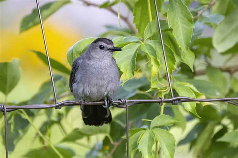 The Bird That Sounds Like A Cat A Curious Quirk Of Nature