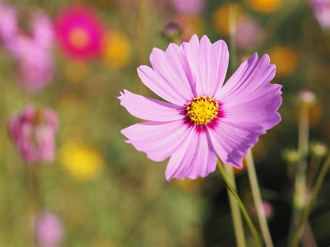Cosmos Plants How To Grow Cosmos Flowers Gardening Know How
