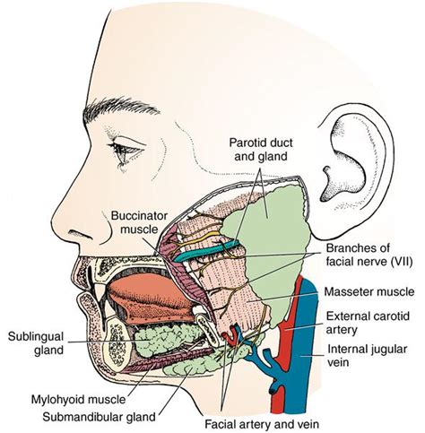 Anatomy Of The Salivary Glands