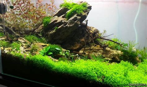 The ruffled leaves and pink coloration really sets this plant apart from the other more common crypts. Mein erstes Aquascape ;) - Flowgrow Aquascape/Aquarien ...