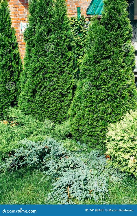 Landscape Design Evergreen Trees And Shrubs In Sunlight Stock Image