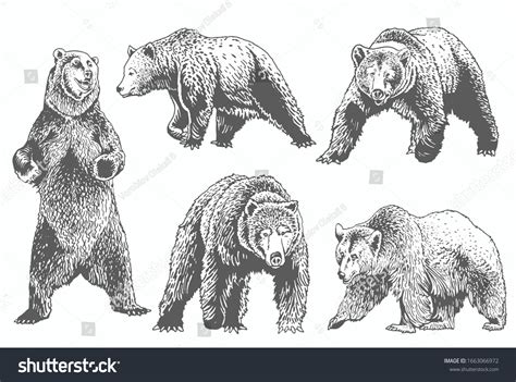 Grizzly Bear Sketch Images Browse 7360 Stock Photos And Vectors Free