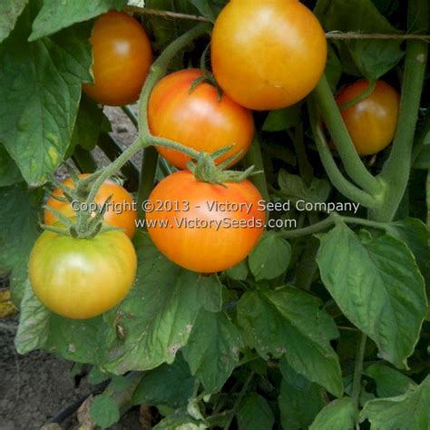 Bi Color Cherry Tomato Victory Seeds® Victory Seed Company