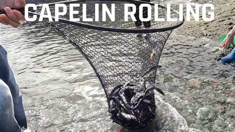 Capelin Rolling In Middle Cove Newfoundland Canada Youtube