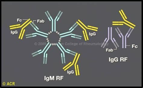Ra Rf B Rm Rf - Pin on Microbiology